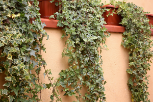 Hera inglesa - Hedera helix