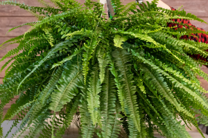 Samambaia de Boston - Nephrolepis exaltata