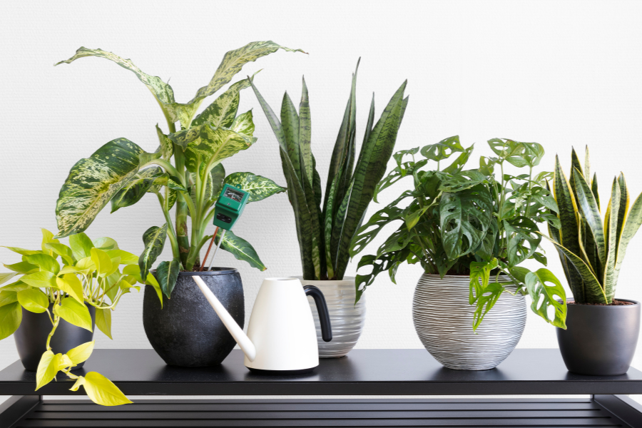11 Plantas de Interior que Quase não Precisa Regar