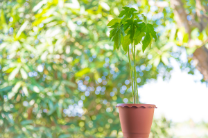 Como Cultivar Mamão em Vaso
