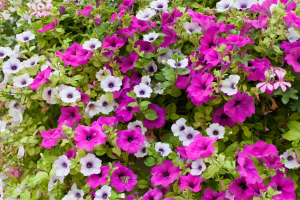 Como Cultivar Petúnias em Casa