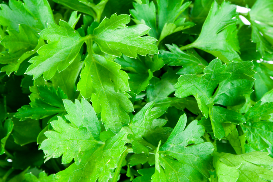 Como cultivar salsa