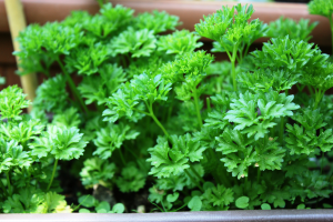 Como cultivar salsa