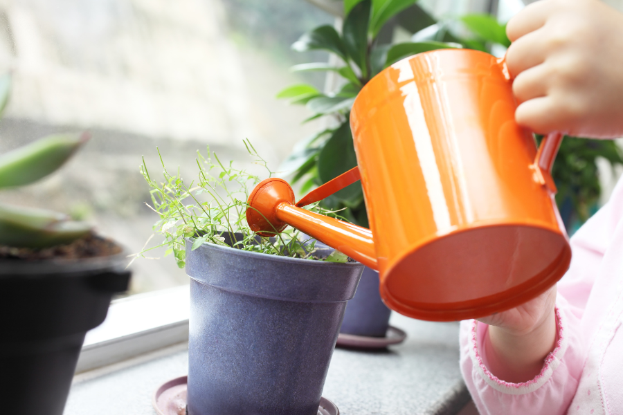 Benefícios da Água de Arroz para as Plantas