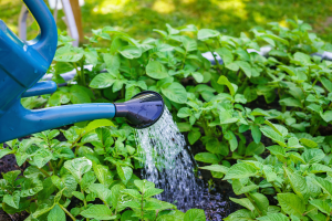 Benefícios da Água de Arroz para as Plantas